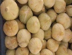 Mersin'de incir sezonu sona erdi �reticisinin y�z� g�ld�